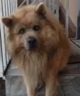 Urso