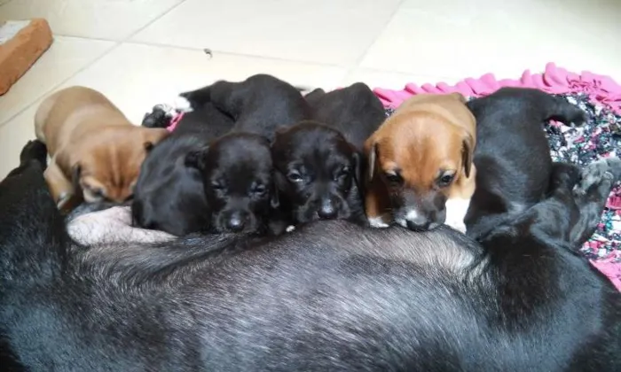 Cachorro raça VIRA LATA idade Abaixo de 2 meses nome Sem nome