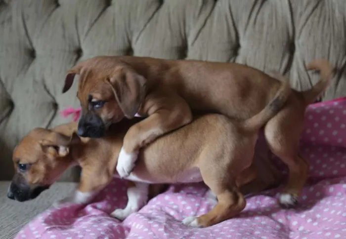 Cachorro raça VIRA LATA idade Abaixo de 2 meses nome Sem nome