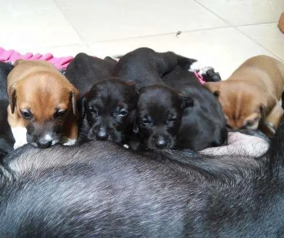 Cachorro raça VIRA LATA idade Abaixo de 2 meses nome Sem nome