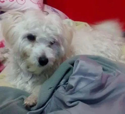 Cachorro ra a Maltês idade 1 ano nome Pingo
