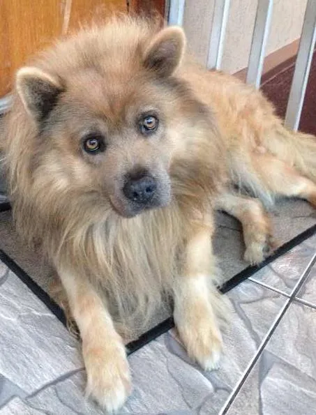 Cachorro ra a Show Show idade 5 anos nome Urso