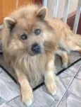 Urso