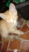 Lindezas