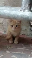 Lindezas