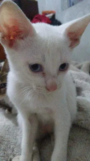 Gato raça  idade 2 a 6 meses nome GAtinhos 