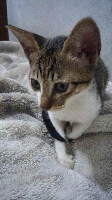 Gato ra a  idade 2 a 6 meses nome GAtinhos 
