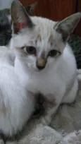 GAtinhos 