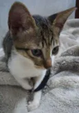 GAtinhos 