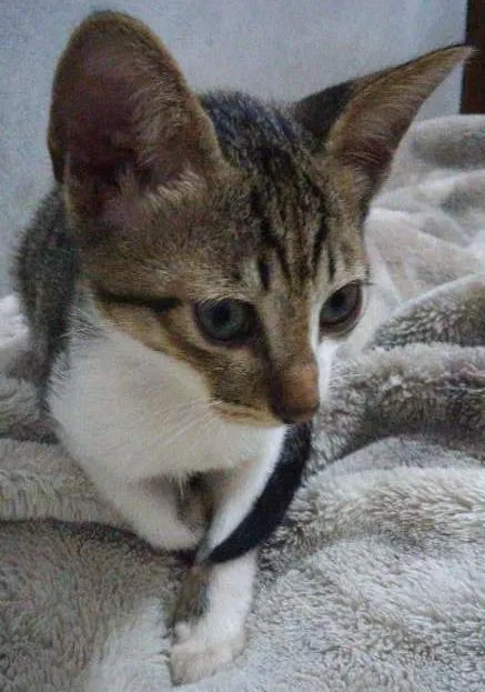 Gato ra a  idade 2 a 6 meses nome GAtinhos 