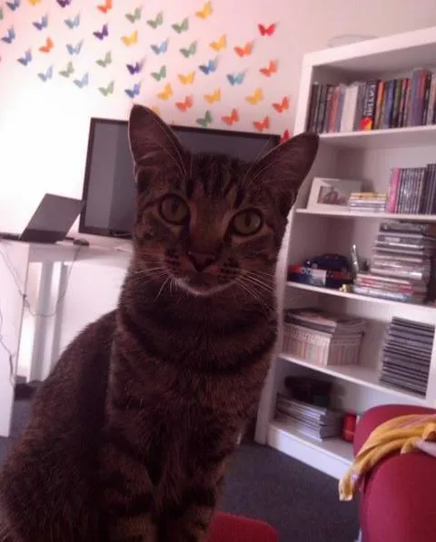 Gato raça gato idade 1 ano nome zyon