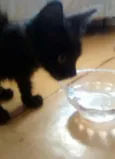 Pantera