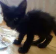 Pantera