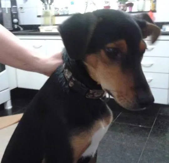 Cachorro ra a SRD idade 2 a 6 meses nome Muleke