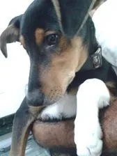 Cachorro ra a SRD idade 2 a 6 meses nome Muleke