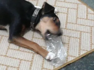 Cachorro ra a SRD idade 2 a 6 meses nome Muleke