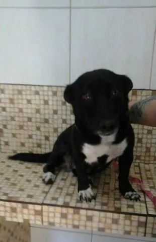 Cachorro ra a SRD idade 2 anos nome Juliy