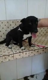 Cachorro ra a SRD idade 2 anos nome Juliy
