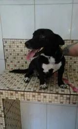 Cachorro ra a SRD idade 2 anos nome Juliy
