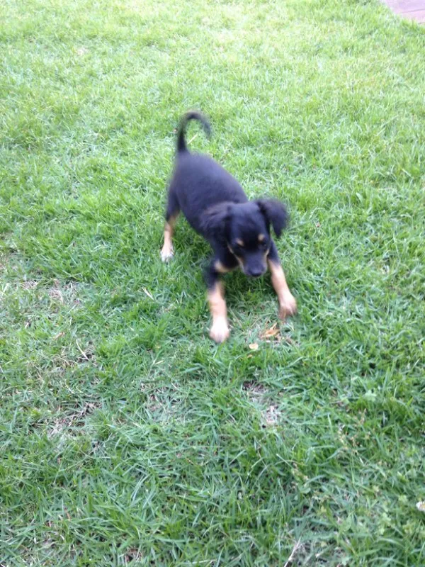 Cachorro ra a Vira latinha  idade 2 a 6 meses nome Não tem nomezinho a