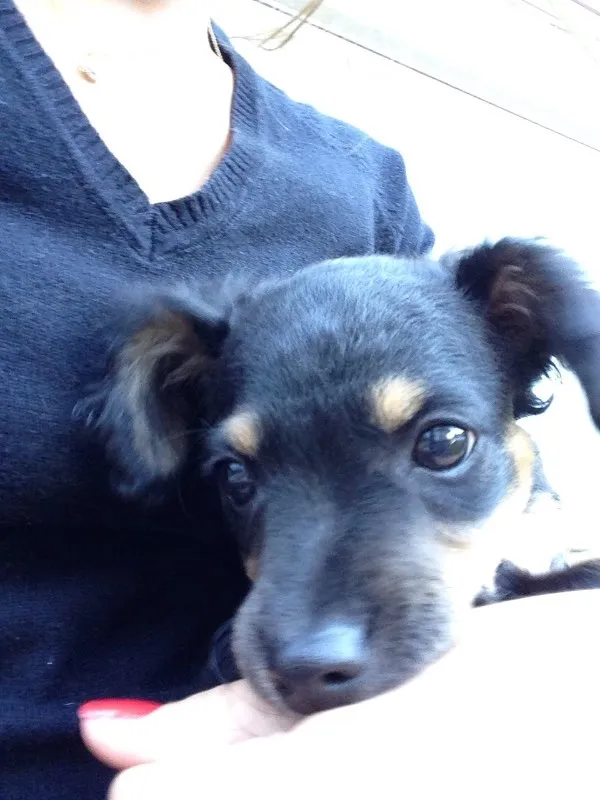 Cachorro ra a Vira latinha  idade 2 a 6 meses nome Não tem nomezinho a