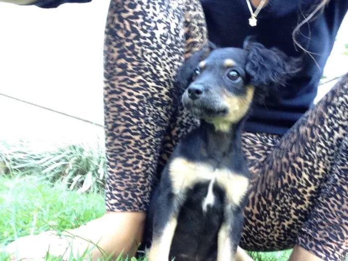 Cachorro ra a Vira latinha  idade 2 a 6 meses nome Não tem nomezinho a