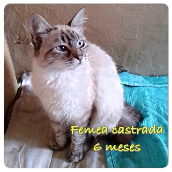 Gato ra a Srd idade 2 a 6 meses nome Sem nome
