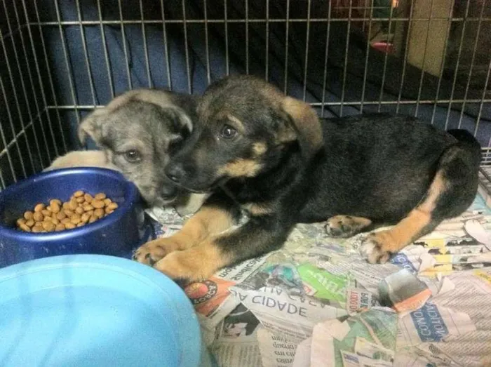 Cachorro ra a SRD idade 2 a 6 meses nome Fêmeas porte médio,