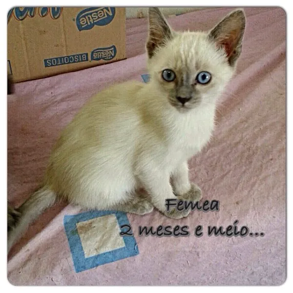 Gato ra a Srd idade 2 a 6 meses nome Sem nome