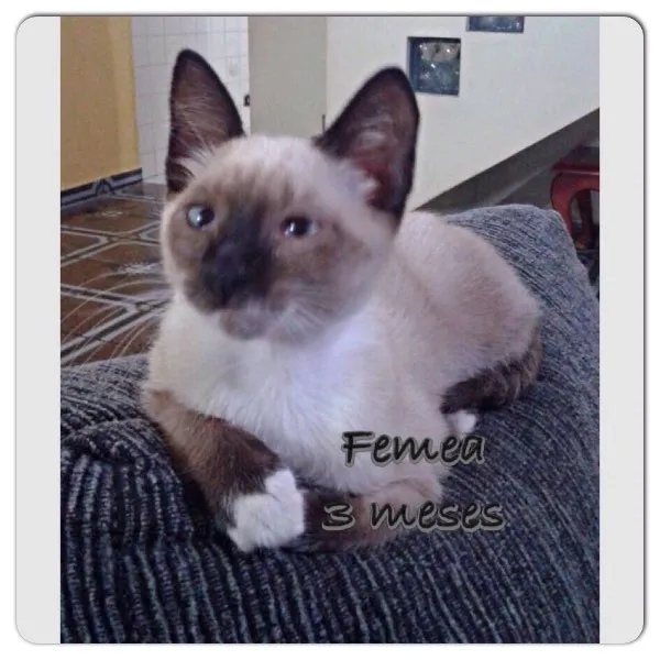 Gato ra a Srd idade 2 a 6 meses nome Sem nome