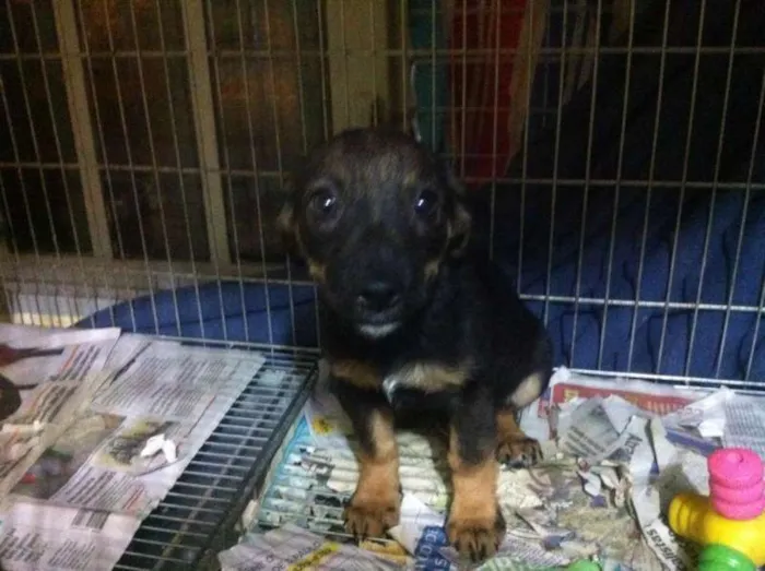 Cachorro ra a SRD idade 2 a 6 meses nome Fêmeas porte médio,