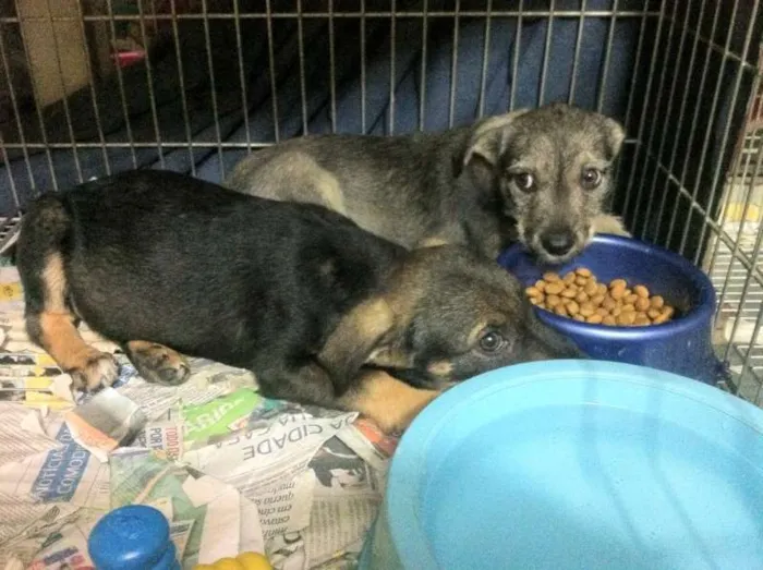 Cachorro ra a SRD idade 2 a 6 meses nome Fêmeas porte médio,