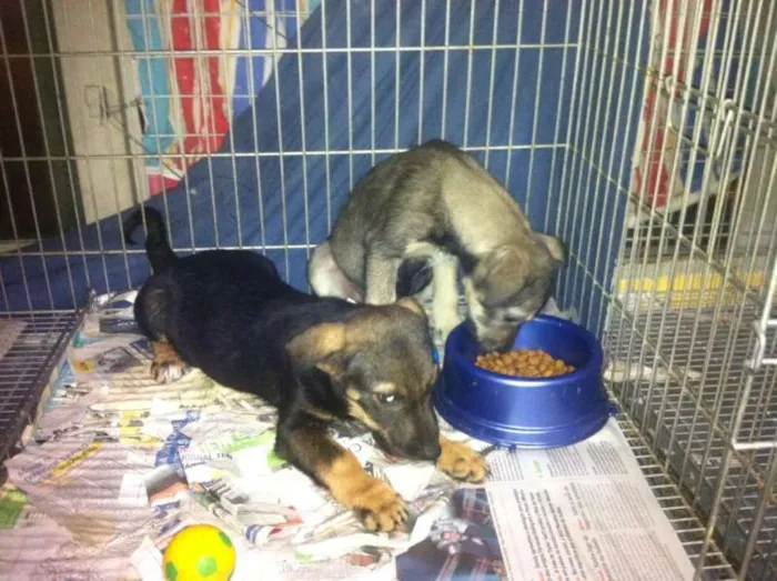 Cachorro ra a SRD idade 2 a 6 meses nome Fêmeas porte médio,