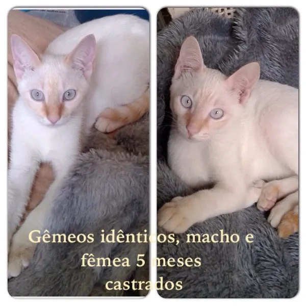 Gato ra a Srd idade 2 a 6 meses nome Sem nome