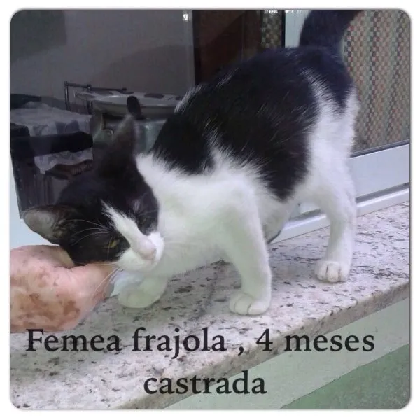 Gato ra a Srd idade 2 a 6 meses nome Sem nome