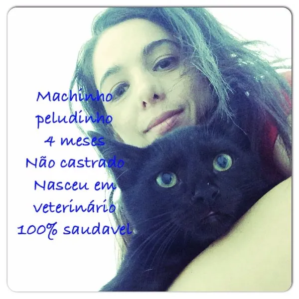 Gato ra a Srd idade 2 a 6 meses nome Sem nome