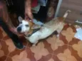 Porte pequeno para