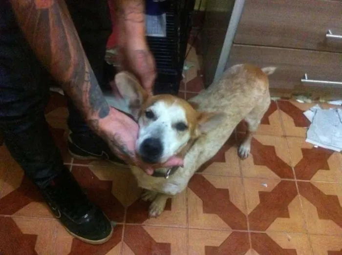 Cachorro ra a srd idade 5 anos nome Porte pequeno para 