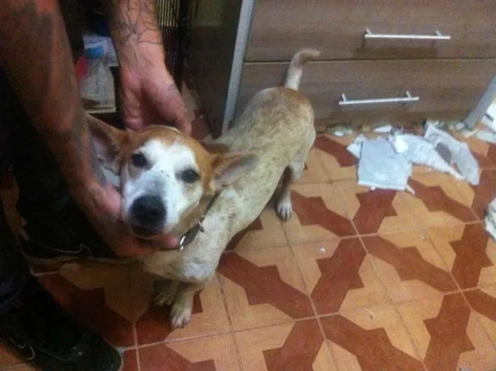 Cachorro ra a srd idade 5 anos nome Porte pequeno para 