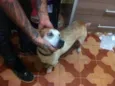 Porte pequeno para