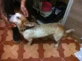 Porte pequeno para