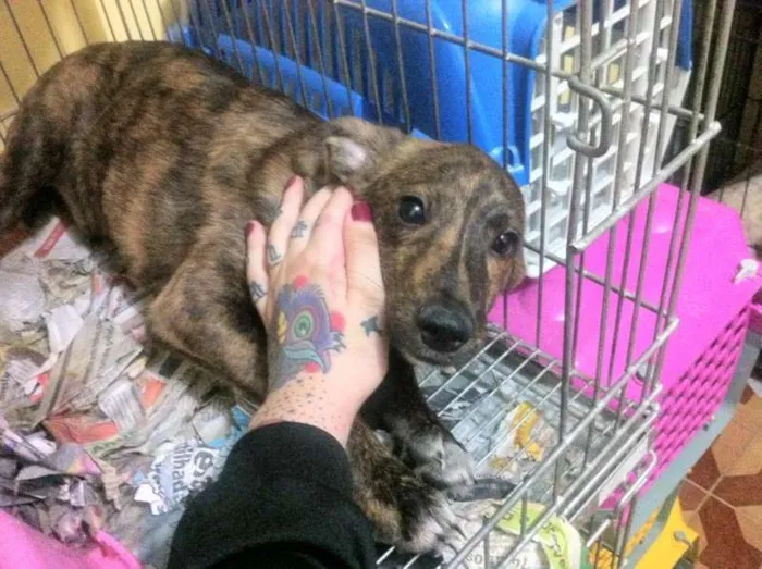 Cachorro ra a srd idade 2 a 6 meses nome Filhotinhos 4 meses