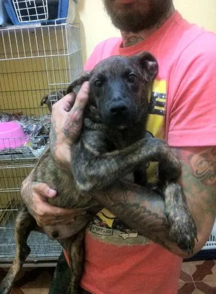 Cachorro ra a srd idade 2 a 6 meses nome Filhotinhos 4 meses