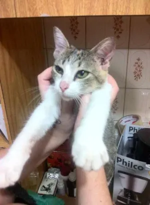 Gato raça  idade 7 a 11 meses nome Nala, 7 meses