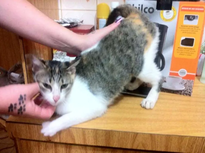 Gato ra a  idade 7 a 11 meses nome Nala, 7 meses