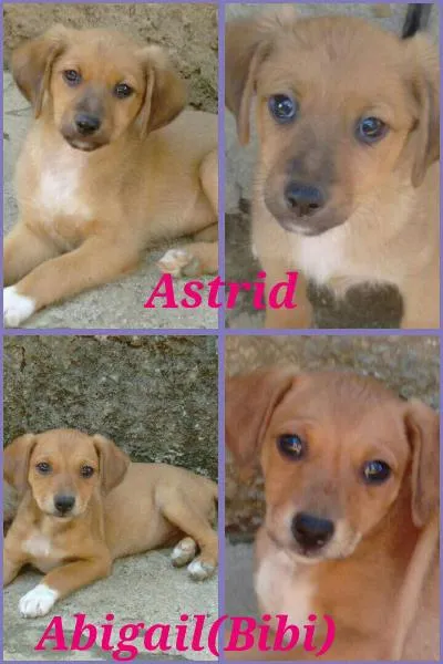 Cachorro ra a vira lata idade Abaixo de 2 meses nome bibi e astrid