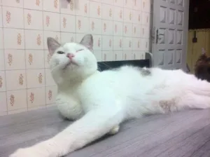 Gato raça  idade 7 a 11 meses nome Leroy, 11 meses