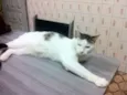 Leroy, 11 meses