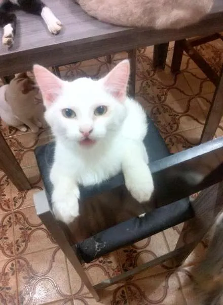 Gato ra a  idade 2 a 6 meses nome Marrie, 5 meses