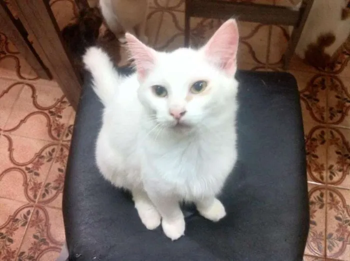Gato ra a  idade 2 a 6 meses nome Marrie, 5 meses